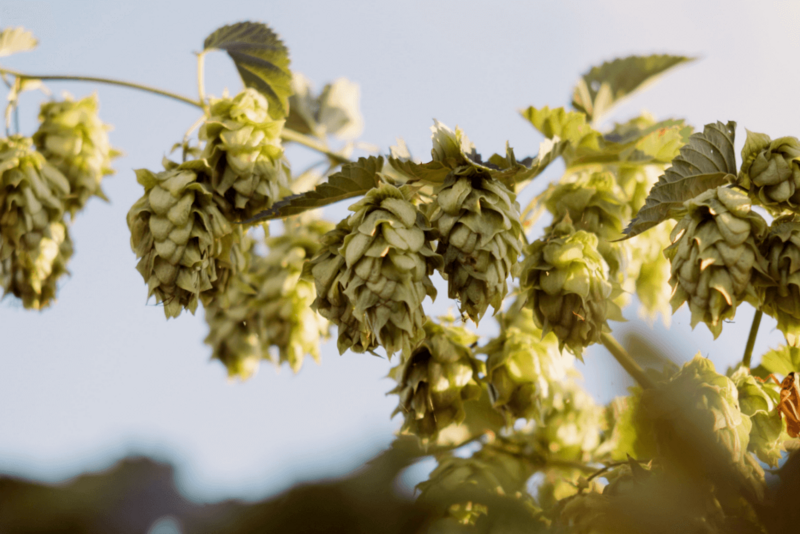 Hopfen-Agri-PV