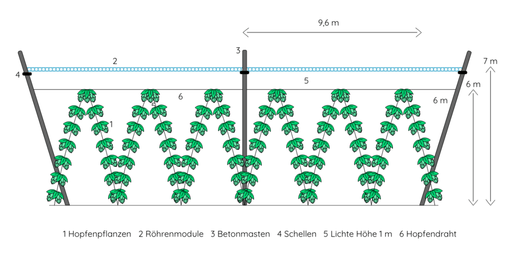 Agri-PV-Anlage im Hopfenbau mit Röhren Modulen